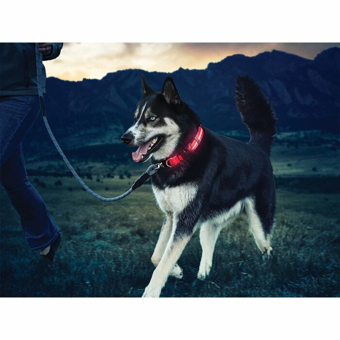 Nite Ize NiteDawg Halsband Rood M