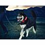 Nite Ize NiteDawg Halsband Rood M